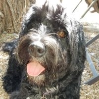 MY ᗪOGᔕ ᗩᖇE ᑌᒪTᖇᗩ-ᗯOKE! (@ilovemydogs2024) 's Twitter Profile Photo