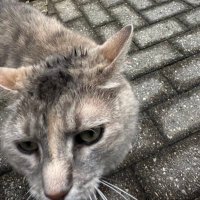 Lucas Tang (@imlucastang) 's Twitter Profile