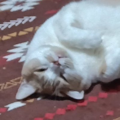 splt_chi's profile picture. スプラ/ 謎解き/ゲーム