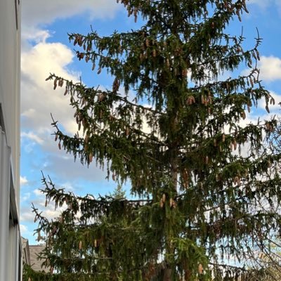 pukibrt's profile picture. 