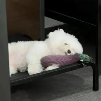 Mango (@chens_mango) 's Twitter Profile