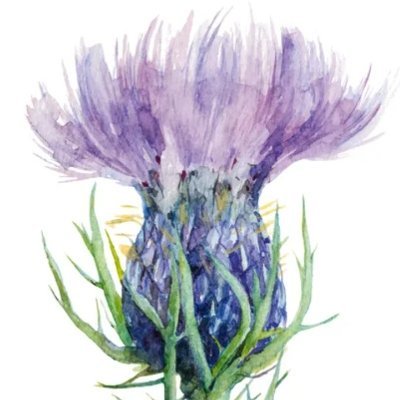 DonumTribuli's profile picture. 