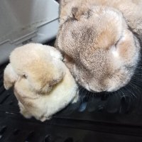 スカルド (@scilfinger) 's Twitter Profile