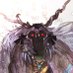 Velius (@velius03) Twitter profile photo Velius (@velius03) Twitter profile photo