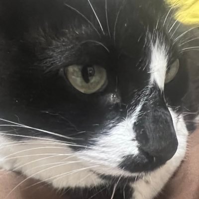 kuma_cat_vivi's profile picture. 三度の飯の料理好き/関西生まれ関西育ち関東在住/パチンコよりスロット派
