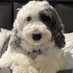 Piper (@piper2021) Twitter profile photo Piper (@piper2021) Twitter profile photo