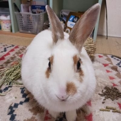 保護うさぎみかん🍊ちやんだよ😃2020年9月13日生まれだよ😃訳の分からないアカウント即ブロックしますねぇ😃新しいアカウントになりましたよろしくお願いいたします😃