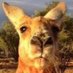 Alpha Roo (@kangarooalpha) Twitter profile photo Alpha Roo (@kangarooalpha) Twitter profile photo