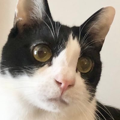 ねんねこさんのプロフィール画像