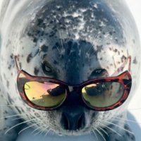 ๐๐ป๐ฎ๐ช๐ด๐ pissfart387 (@doodoofartseal) 's Twitter Profile