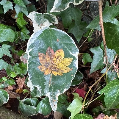 therego's profile picture. OOO // Not here!