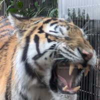 トラ吉 (@kl0ihozftrezzv9) 's Twitter Profile
