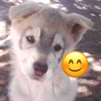 Someone (@iamevilperson) 's Twitter Profile Photo Someone (@iamevilperson) 's Twitter Profile Photo