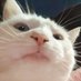 VIBING CAT (@vibingcatsolana) Twitter profile photo VIBING CAT (@vibingcatsolana) Twitter profile photo