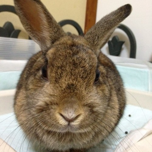 まうまう