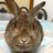 chacha_rabbit's profile image