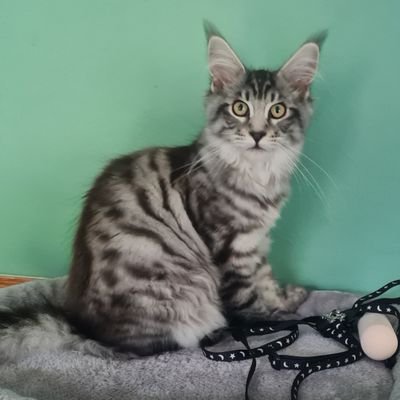 Scouser born and bred,living in the West Midlands.Hobbies include following L.F.C, tarantula keeping and cycling.I have 2 lovely kids and 1 beautiful G.daughter