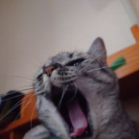 ren@初音ミクJP TOUR香川5/6 (@ren11052008) 's Twitter Profile