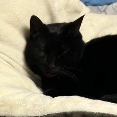 zsdvi's profile picture. ROM専です