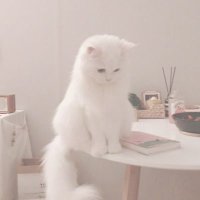 りん (@_rinsty) 's Twitter Profile