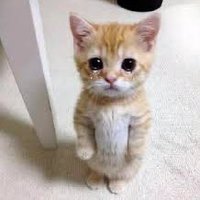 Squiff (@squiffyr) 's Twitter Profile