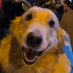 Lucky 🔜 FWA (@partdoggo) Twitter profile photo Lucky 🔜 FWA (@partdoggo) Twitter profile photo