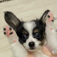 かぷりこ (@caprico_0727) Twitter profile photo