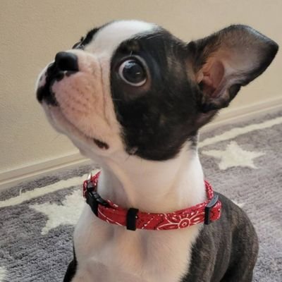 2024年3月25日生まれ🍪
甘えん坊のボストンテリアの男の子🐾
ぶーぶーちゃん、通称ぶーちゃんの日常をYouTubeでも配信中🌷💗
チュパ犬★ぶーちゃんねる
https://t.co/WDFG1wJiam