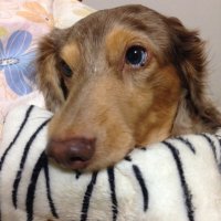 たえちゃん (@d01cmv3vchsest3) 's Twitter Profile Photo