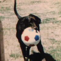@realPaulSimon ๐บ๐ธ๐บ๐ฆ๐ณ๏ธโ๐๐ฆ (@paulvsimon1) 's Twitter Profile