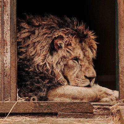 goohenry's profile picture. Animal lovers. We share heartwarming animal rescue videos.
Don't own content. All credit goes to their respective owners. *Dm us for credits/Removals*