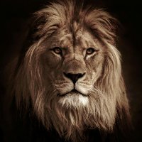 Crypto Lion 𝕏 (@crypto9lion) 's Twitter Profile Photo Crypto Lion 𝕏 (@crypto9lion) 's Twitter Profile Photo