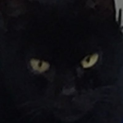 amon_yon's profile picture. あもんよん。ネット小説、黒猫の王と最強従者【マキシサーヴァント】連載中です。 無言フォローOK、rtに許可なんていらない。でもコメントいただいたら喜びます。#小説家になろう #なろう #アルファポリス #ラノベ #なろう作家 #ファンタジー