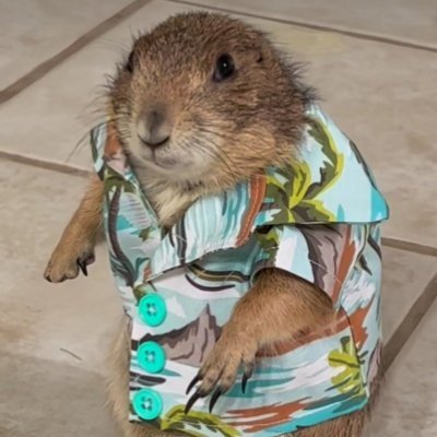 Elizsard's profile picture. 