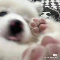 咬口小狗饼干 (@sss07225733) 's Twitter Profile Photo