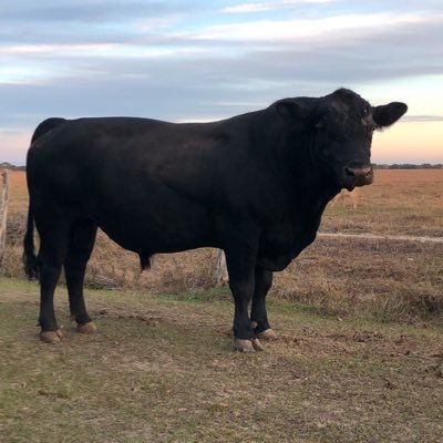 mkbtaurus's profile picture. 