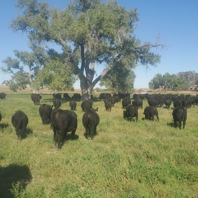 skug31's profile picture. Rancher. Angus Bulls. Father of 4 awesome ones. Married to a beautiful one. Restore the Rebulic! God won!