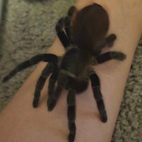 Arachnidlover (@spiderlover2003) 's Twitter Profile