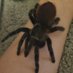 Arachnidlover (@spiderlover2003) Twitter profile photo Arachnidlover (@spiderlover2003) Twitter profile photo