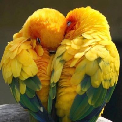 1907cheval's profile picture. 