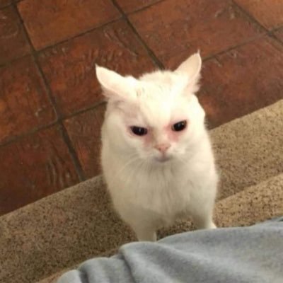 17_eights's profile picture. GTA RP Twitter is cringe and destructive.