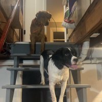 PÂTÈ (@patehansen) 's Twitter Profile Photo