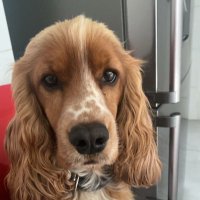 DraCeciCastilloLancellotti (@nutrsinmarcas) 's Twitter Profile