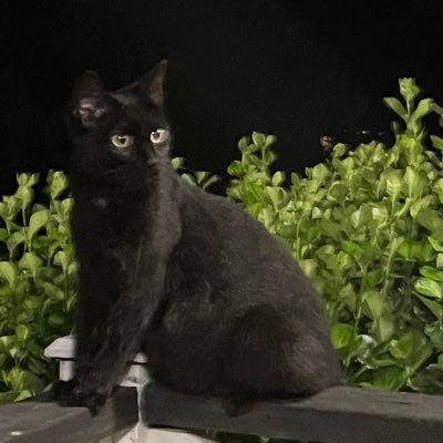 berengariaVA's profile picture. 