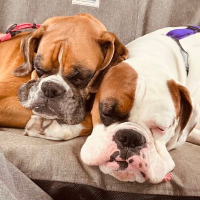 Proud Canadian. 🇨🇦 Boxer Lover. 🐶 Mostly decent person but occasionally old and grumpy.