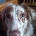 Who's A Good Boy? (@whosa_good_boy) Twitter profile photo Who's A Good Boy? (@whosa_good_boy) Twitter profile photo
