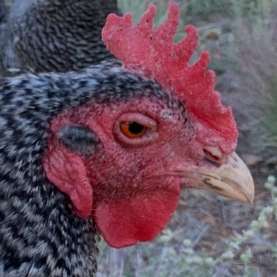 temporary variable Profile