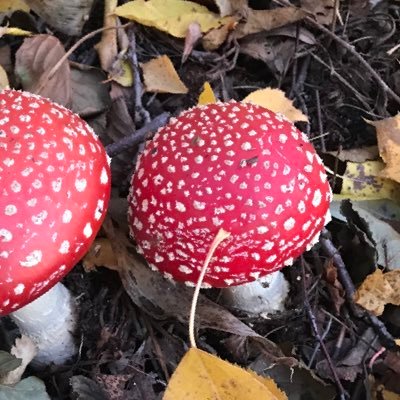 DuderinoMtl's profile picture. @Intodotspace @SuperGalactic51 $ELLIE @Ellie_neuracat