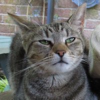 Cleopatra and Oddie (@cleoyogacat) 's Twitter Profile Photo Cleopatra and Oddie (@cleoyogacat) 's Twitter Profile Photo