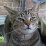 Cleoyogacat's profile picture. The life and times of Cleopatra (elegant tabby) and Oddie (goofy ginger).
Cleo wrote the bio, obviously 😼

🏳️‍🌈 We have two mums.